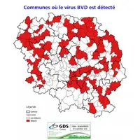 La BVD est présente sur le territoire départemental, avec une diffusion par voisinage importante. Cela appelle à rester très vigilant.