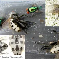 La différenciation entre Wohlfahrtia magnifica et Lucilia sericata, mouche à myiase habituelle de notre zone peut se faire au niveau de la morphologie