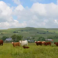 L’élevage à l’herbe, ADN du Massif central.