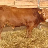 Jipsy au Gaec Thimonnier a été le top price de la vente RJ pour 14000 euros.