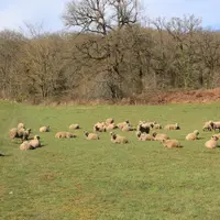 Faire pâturer de l'herbe qui serait perdue.