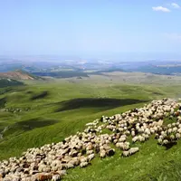 L’agriculture biologique se développe dans le Massif central. Le territoire compte la moitié du troupeau ovin viande bio, et l’essentiel du troupeau o