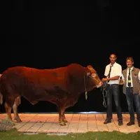 Icone né à l’EARL Rambaud (17), Cru Gevial 2014, 1er prix mâle qualifié en station Limousine. Propriétaire Gaec Camus Père et Fils (87).
