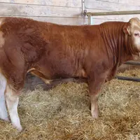 Le Top Price de la vente revient au Gaec Thibaud (87) avec Real, vendu pour une belle enchère de 14 600 € à l’Élevage Minder (Suisse).