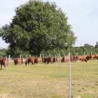 Les animaux ont accès au pré directement depuis leur bâtiment.