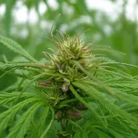 Tous les éléments de plante sont utilisés.