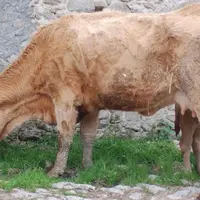 Tout bovin présentant une diarrhée chronique est isolé et analysé sur sang (ELISA) et fèces (PCR et coprologie afin d’identifier une éventuelle infest