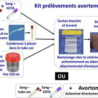 Le taux d’élucidation est conditionné par la précocité d’intervention (prélèvement dans les 48 heures, maximum, suivant l’avortement pour le diagnosti
