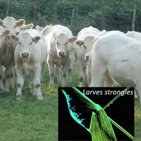 Les conditions climatiques observées lors de ce 1er semestre 2012 sont particulièrement favorables au développement des strongles. Les jeunes ruminant