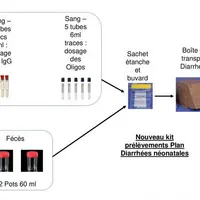 Les cryptosporidies sont des parasites présents dans tous les élevages et rarement responsables seules des épisodes de diarrhée néonatale.