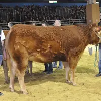 Le Gaec Lagautrière Élevage 23, de Villard (23), a remporté le 1er prix de la 1re section «Femelles» avec la génisse Hanna.