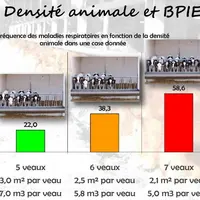 La densité animale est un facteur de risque pour les bronchopneumonies infectieuses enzootiques (BPIE). Comme le montre cette expérimentation, lorsque