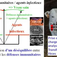 Les cryptosporidies sont des parasites présents dans tous les élevages. Seules les insuffisances immunitaires et/ou les facteurs favorisants de contam