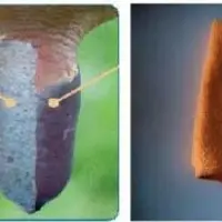 L’hygiène de la traite passe principalement par la propreté des mains, des trayons (nettoyage et trempage) et de l’installation de traite.