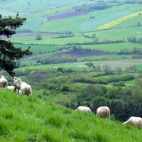L’étymologie du terme « transhumance » révèle deux informations : « trans » (au-delà) et « humus » (le pays) car le voyage qu’il désigne conduit au-de
