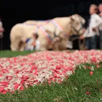 Le Herd-Book charolais travaille sur différents outils de promotion. Les concours en font partie.