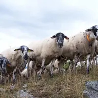 La rava, est l'une des six races rustiques gérées par l'organisme de sélection races ovines des Massifs. Elle a colonisé, depuis de nombreuses années,