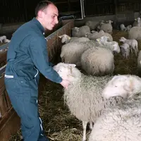 La filière ovine recherche actuellement de nouveaux éleveurs.