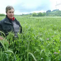 À Boussac-Bourg, chaque année l'EARL SABARLY utilise du méteil d'hiver immature pour complémenter les jeunes reproducteurs Limousins.