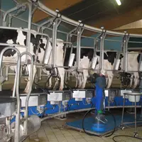 Élevage laitier intensif. Les discussions sur la future politique agricole commune tourneront principalement sur une certaine dose de régulation et la