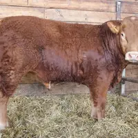 Naturel, au Gaec de l’Agneau Lorrain (57), a été adjugé 10 300 euros à la SCEA Chapelain-Avril (22), à l’EARL de Lileho (56) et au Gaec du Bois au Bé 