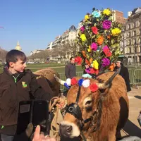 La transhumance dans Paris, une manifestation inédite orchestrée par le Collectif des races locales des Massifs.