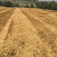 Beaucoup de paille pour cette récolte 2016, mais des grains petits et de qualité médiocre.