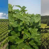 Les trois régions présentent une véritable complémentarité entre vignobles, cultures, élevage et forêt.