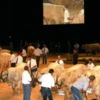 Comme en 2010, lors de leur venue au Sommet de l’élevage, les charolaises fouleront la scène du Zénith.