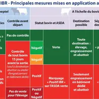 Le nouvel arrêté ministériel IBR renforce l’assainissement des troupeaux avec des restrictions à la circulation des bovins reconnus infectés. Chacun e