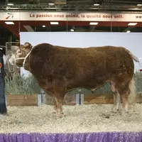 Everest au Gaec Lebourg a obtenu un 1er prix de section en 2013 et sera de nouveau en lice cette année.