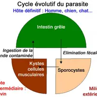 Le cycle évolutif inclus deux hôtes dont le bovin est l’hôte intermédiaire, et le chien, le chat et l’Homme sont des hôtes définitifs. La phase exogèn