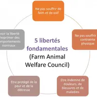 Les conditions de bientraitance des animaux s’appuient sur cinq libertés fondamentales. Elles sont un moyen pour arriver au bien-être animal. En fonct