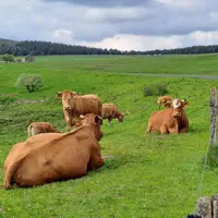 L’élevage de ruminants est indissociable de la présence des prairies, comme ici au pied du Mézenc.