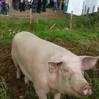 Parmi les porcs produits sur l’exploitation, cinq ont été transformés pour la cantine du lycée.