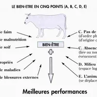 Pour un éleveur, rechercher le bien-être animal répond à un double objectif : d’une part, les performances et la rentabilité sont meilleures et, d’aut