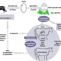 Le cycle de développement de Neospora caninum, fait intervenir deux hôtes : le chien comme hôte définitif et le bovin comme hôte intermédiaire.