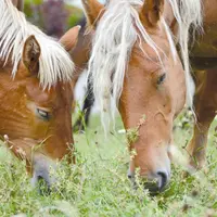 La France a importé en 2017 plus de 11 100 tec de viande chevaline, dont 50 % en provenance de l’Union Européenne.