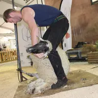 Près de 30 000 personnes pourraient converger vers la Haute-Vienne en 2019, à l’occasion du championnat du monde de tonte de moutons.