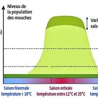 La capacité de multiplication des mouches étant considérable, une fois déclenché, le processus d’infestation est exponentiel. La réussite du plan de g