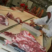 Dans le Massif central, la production porcine est un important pourvoyeur d’activité pour les abattoirs.