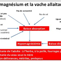 Le printemps avec son herbe jeune et abondante, l’absence de concentrés, la possibilité d’épisodes froids et pluvieux est une période à forts risques