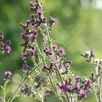 Chardons des marais en fleurs.