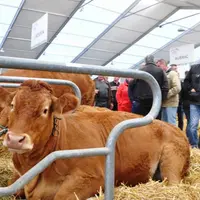 Le Sommet de l’élevage accueillera, en 2017, le concours national limousin.