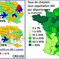 En France, au 31 mai 2011, 60% des cheptels bénéficiaient d’une appellation IBR, 8,7% des cheptels présentaient au moins un animal séropositif. Une gr