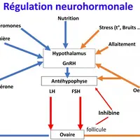 La reproduction est sous l’influence de différents facteurs. L’analyse de chaque élément est à effectuer lorsque l’objectif d’un IVV moyen de 370 jour