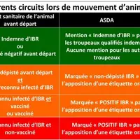 L’arrêté IBR impose une séparation des flux en fonction du risque sanitaire.