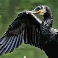 Les grands cormorans occasionnent de gros dégâts en pisciculture.