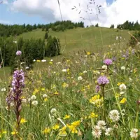 Pour chaque type de prairie identifiée, ont été évalués les services agricoles rendus par les prairies.