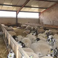 Entre 24 et 38 % des brebis viande sont actuellement gérées par des éleveurs de plus de 50 ans.